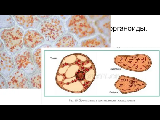 Строение клеток. Основные органоиды. Мембранные органеллы Хоромопласт– двухмембранное строение. Окраска желтая, красная,