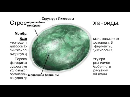 Строение клеток. Основные органоиды. Мембранные органеллы Лизосомы – одномембранные, круглые. Их число