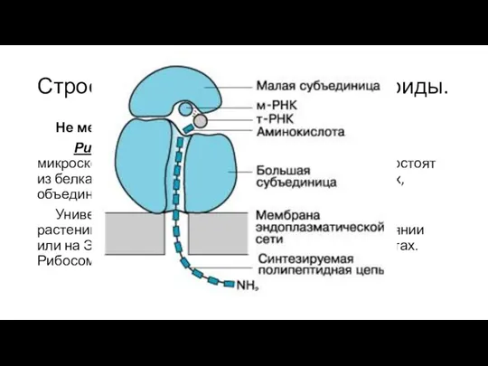 Строение клеток. Основные органоиды. Не мембранные органеллы Рибосома– Округлой или грибовидной формы