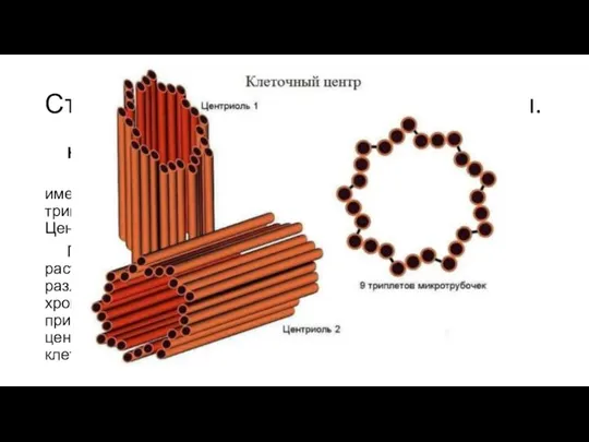 Строение клеток. Основные органоиды. Не Мембранные органеллы Клеточный центр – Состоит из