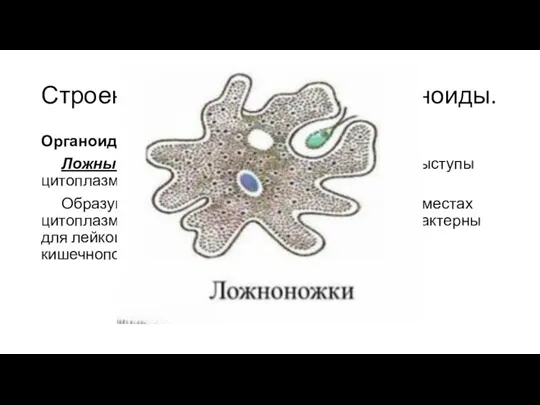 Строение клеток. Основные органоиды. Органоиды движения Ложные ножки (псевдоподии)– Амебовидные выступы цитоплазмы.