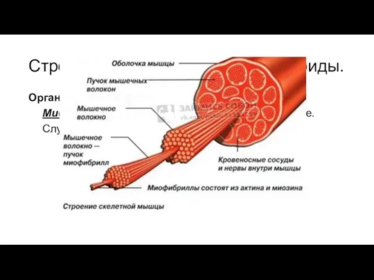 Строение клеток. Основные органоиды. Органоиды движения Миофибриллы– Тонкие нити длиной до 1