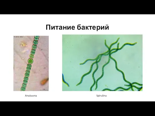 Питание бактерий Anabaena Spirulina