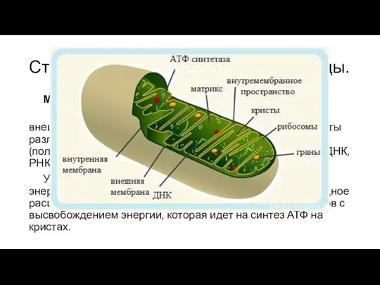 Строение клеток. Основные органоиды. Мембранные органеллы Митохондрии– имеют двумембранное строение, внешняя мембрана