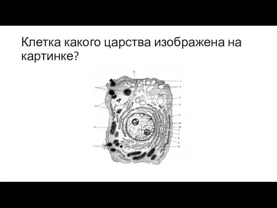 Клетка какого царства изображена на картинке?