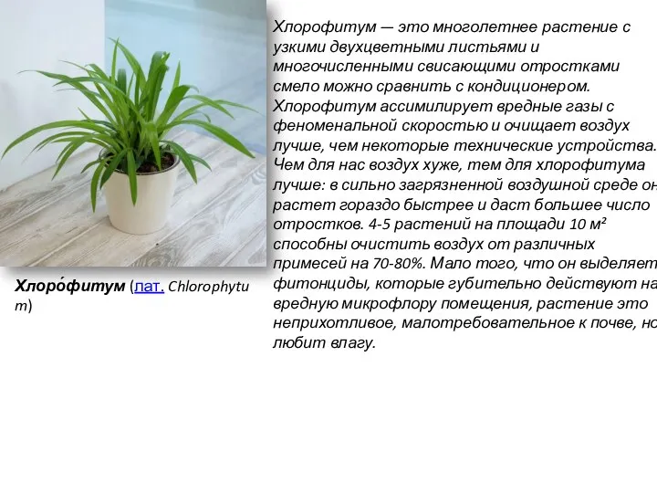 Хлоро́фитум (лат. Chlorophytum) Хлорофитум — это многолетнее растение с узкими двухцветными листьями