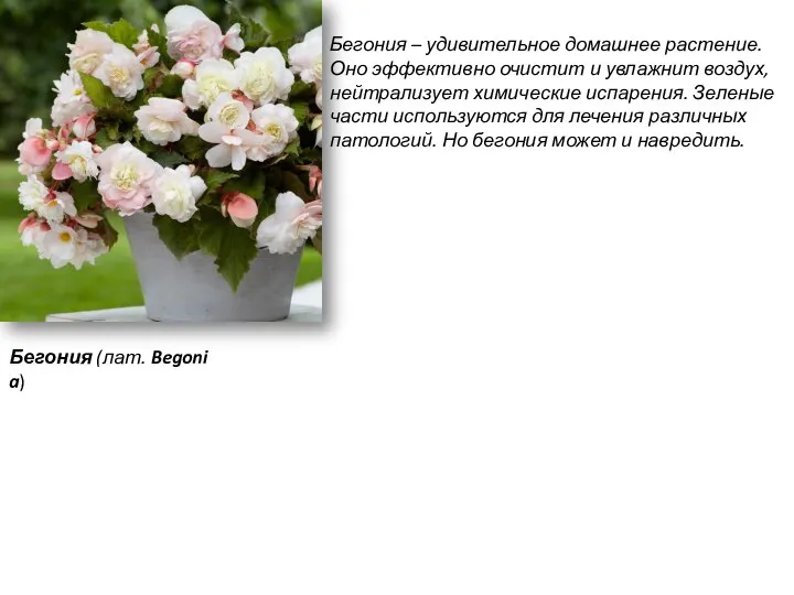 Бегония (лат. Begonia) Бегония – удивительное домашнее растение. Оно эффективно очистит и