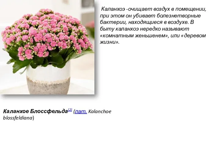 Каланхое Блоссфельда[2] (лат. Kalanchoe blossfeldiana) Каланхоэ -очищает воздух в помещении, при этом