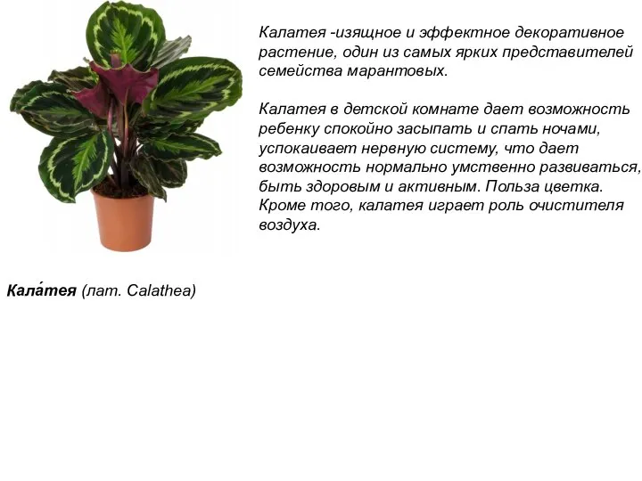 Кала́тея (лат. Calathea) Калатея -изящное и эффектное декоративное растение, один из самых