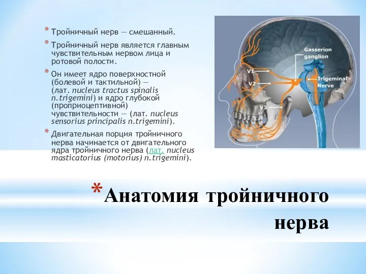 Анатомия тройничного нерва Тройничный нерв — смешанный. Тройничный нерв является главным чувствительным