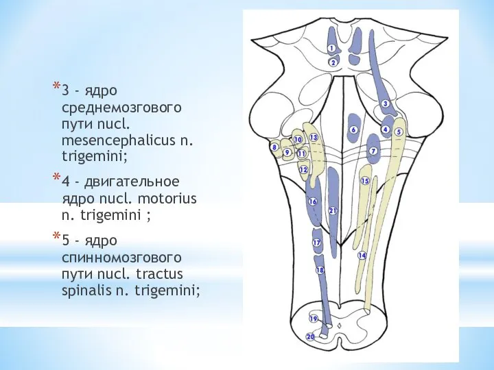 3 - ядро среднемозгового пути nucl. mesencephalicus n. trigemini; 4 - двигательное