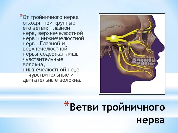 Ветви тройничного нерва От тройничного нерва отходят три крупные его ветви: глазной