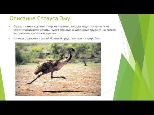 Описание Страуса Эму. Страус – самая крупная птица на планете, которая ходит