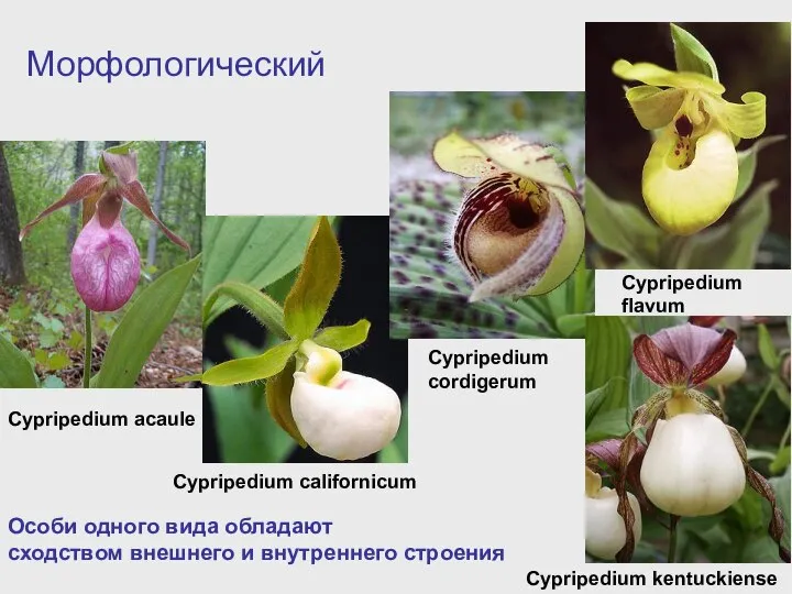 Морфологический Cypripedium acaule Cypripedium californicum Cypripedium cordigerum Cypripedium flavum Cypripedium kentuckiense Особи