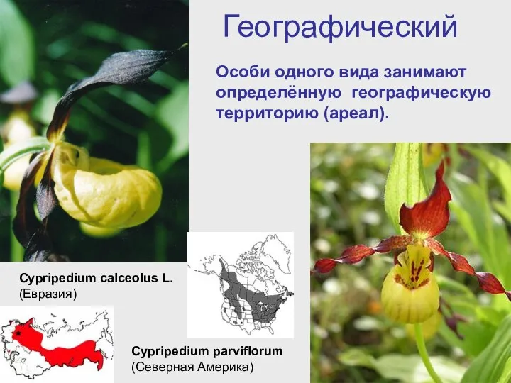 Географический Cypripedium parviflorum (Северная Америка) Cypripedium calceolus L. (Евразия) Особи одного вида