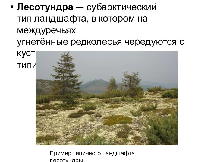 Лесотундра — субарктический тип ландшафта, в котором на междуречьях угнетённые редколесья чередуются