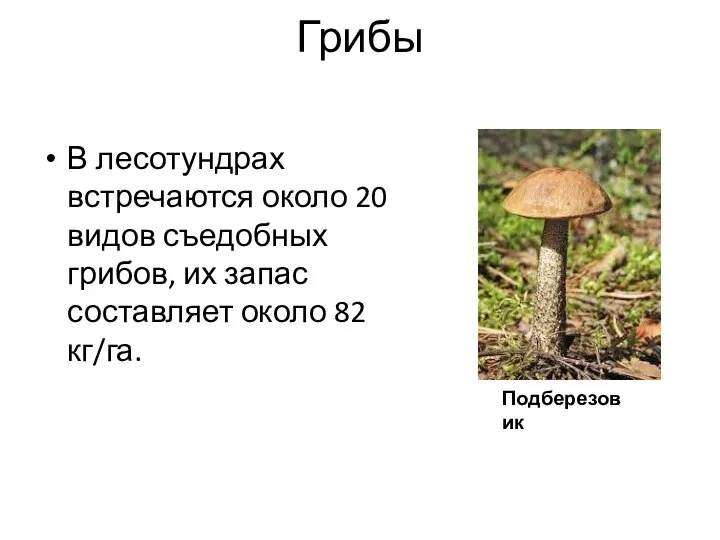 Подберезовик Грибы В лесотундрах встречаются около 20 видов съедобных грибов, их запас составляет около 82 кг/га.