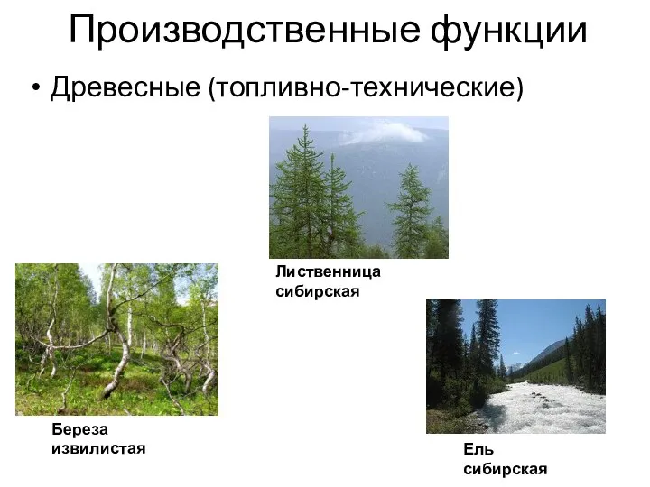 Производственные функции Древесные (топливно-технические) Береза извилистая Ель сибирская Лиственница сибирская