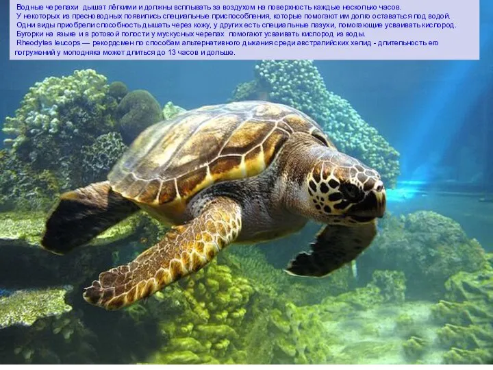 Водные черепахи дышат лёгкими и должны всплывать за воздухом на поверхность каждые