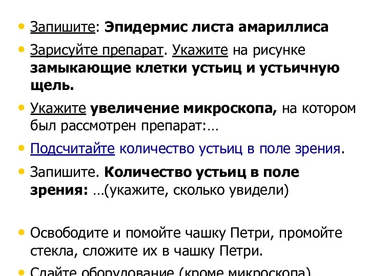 Запишите: Эпидермис листа амариллиса Зарисуйте препарат. Укажите на рисунке замыкающие клетки устьиц