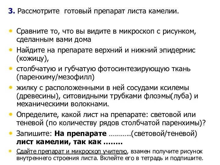 3. Рассмотрите готовый препарат листа камелии. Сравните то, что вы видите в