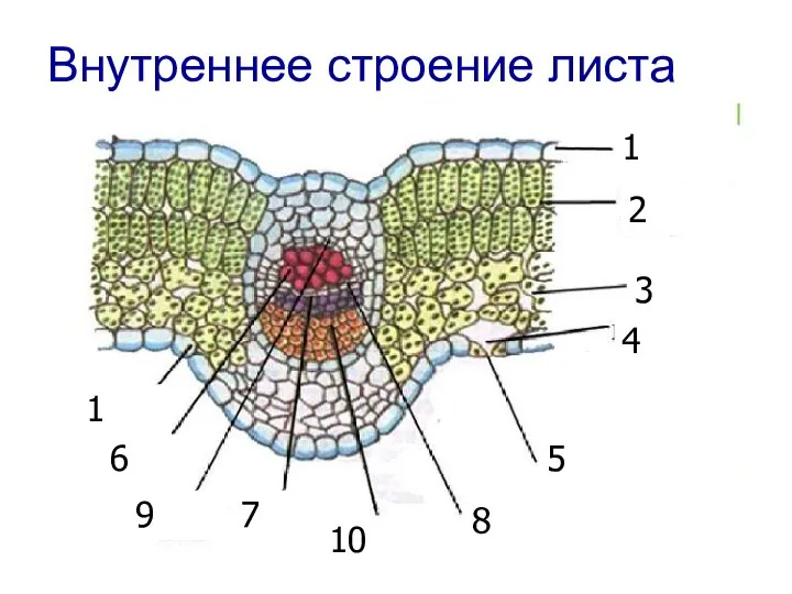 Внутреннее строение листа 1 1 2 3 4 5 6 7 8 9 10