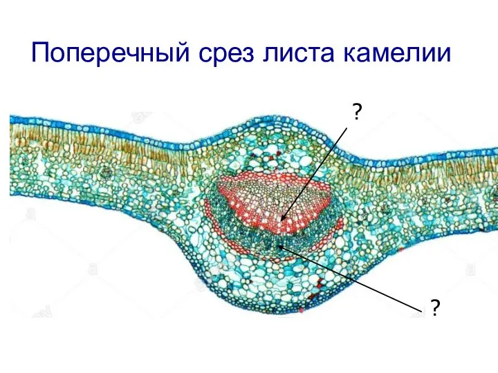 Поперечный срез листа камелии ? ?