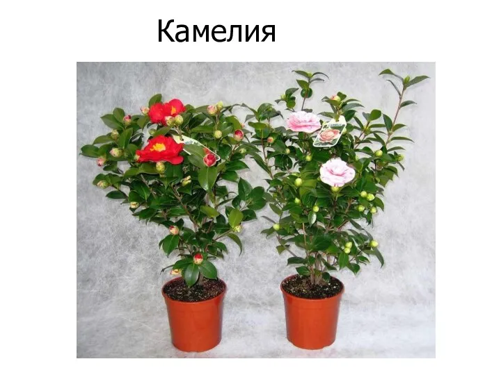 Камелия