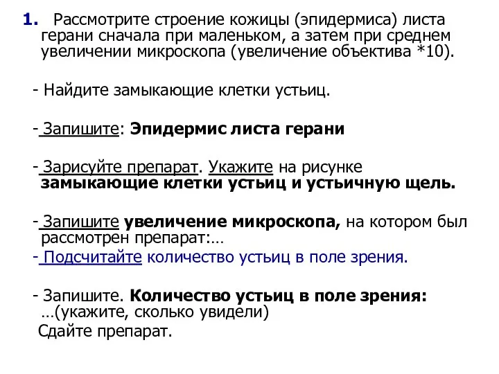 1. Рассмотрите строение кожицы (эпидермиса) листа герани сначала при маленьком, а затем