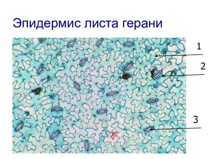 Эпидермис листа герани 1 2 3