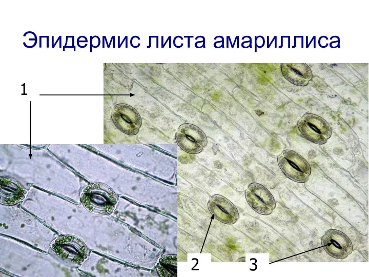 Эпидермис листа амариллиса 1 2 3