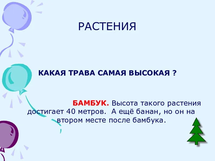 РАСТЕНИЯ КАКАЯ ТРАВА САМАЯ ВЫСОКАЯ ? БАМБУК. Высота такого растения достигает 40