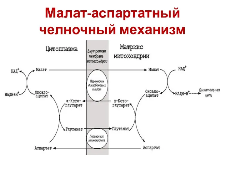 Малат-аспартатный челночный механизм