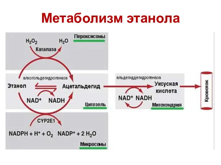 Метаболизм этанола