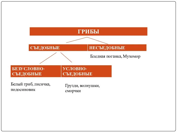 Бледная поганка, Мухомор Белый гриб, лисичка,подосиновик Грузди, волнушки, сморчки