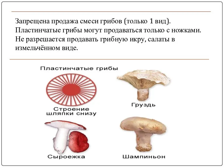 Запрещена продажа смеси грибов (только 1 вид). Пластинчатые грибы могут продаваться только