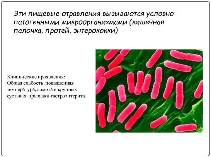 Эти пищевые отравления вызываются условно-патогенными микроорганизмами (кишечная палочка, протей, энтерококки) Клинические проявления: