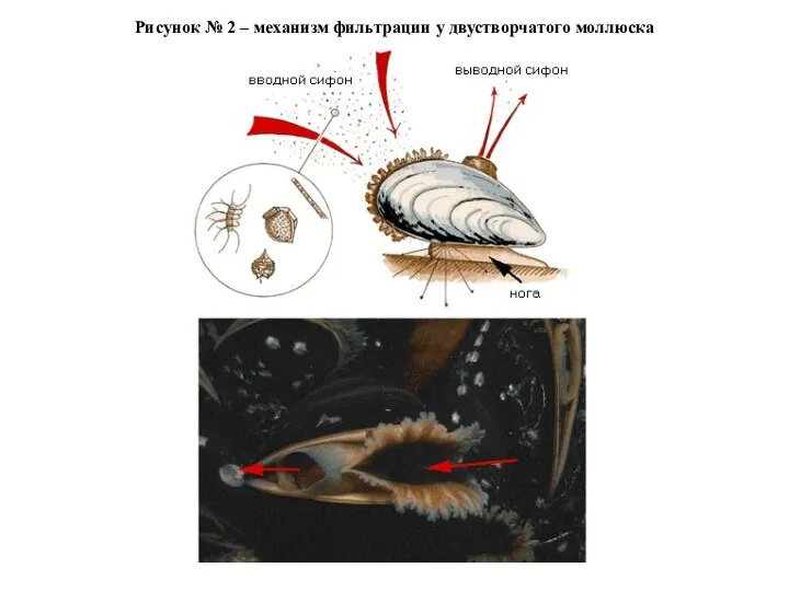 Рисунок № 2 – механизм фильтрации у двустворчатого моллюска