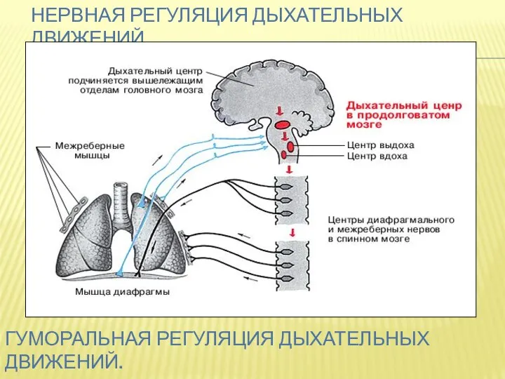 НЕРВНАЯ РЕГУЛЯЦИЯ ДЫХАТЕЛЬНЫХ ДВИЖЕНИЙ ГУМОРАЛЬНАЯ РЕГУЛЯЦИЯ ДЫХАТЕЛЬНЫХ ДВИЖЕНИЙ.