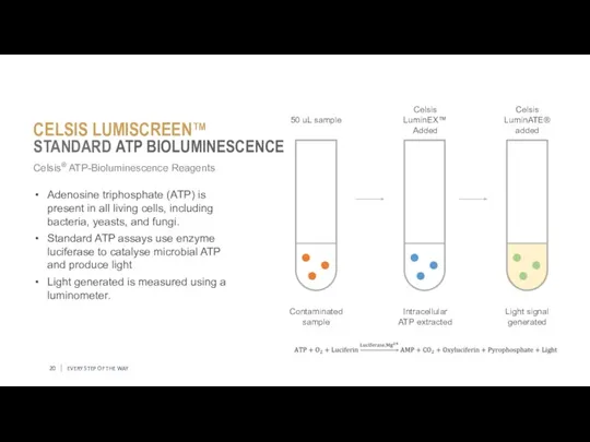 EVERY STEP OF THE WAY Celsis® ATP-Bioluminescence Reagents Adenosine triphosphate (ATP) is