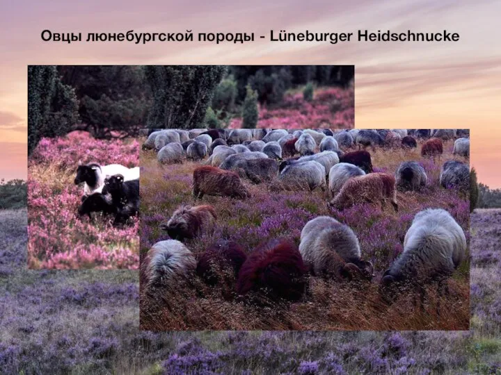 Овцы люнебургской породы - Lüneburger Heidschnucke