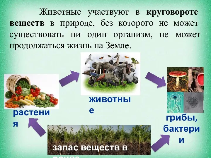 Животные участвуют в круговороте веществ в природе, без которого не может существовать