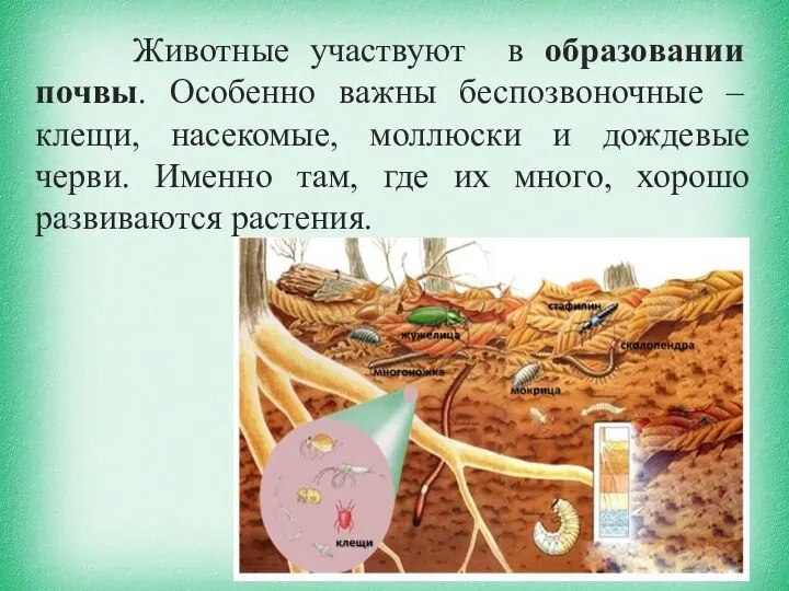 Животные участвуют в образовании почвы. Особенно важны беспозвоночные – клещи, насекомые, моллюски