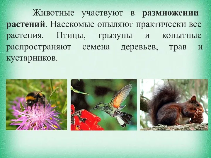Животные участвуют в размножении растений. Насекомые опыляют практически все растения. Птицы, грызуны