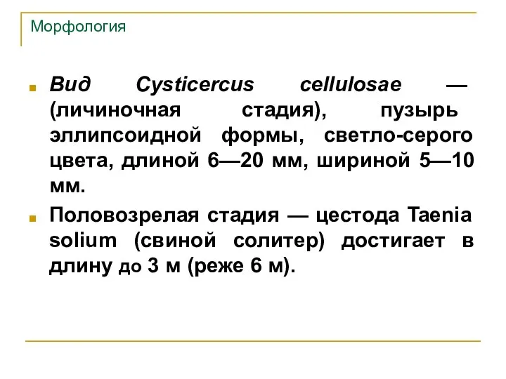 Морфология Вид Cysticercus cellulosae — (личиночная стадия), пузырь эллипсоидной формы, светло-серого цвета,
