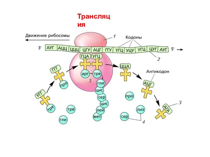 Трансляция