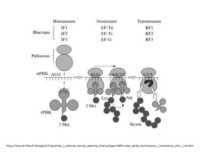 https://licey.net/free/6-biologiya/73-genetika_i_selekciya_teoriya_zadaniya_otvety/stages/4403-sintez_belka_transkripciya_i_translyaciya_dnk_i_rnk.html