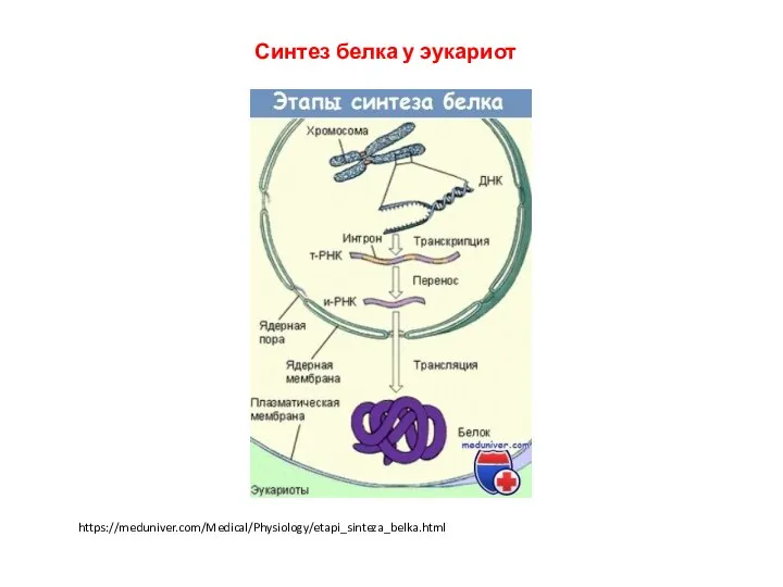 Синтез белка у эукариот https://meduniver.com/Medical/Physiology/etapi_sinteza_belka.html