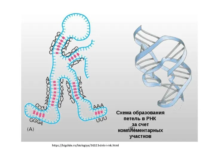 https://bigslide.ru/biologiya/36323-dnk-i-rnk.html
