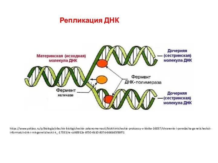 https://www.yaklass.ru/p/biologia/obschie-biologicheskie-zakonomernosti/biokhimicheskie-protcessy-v-kletke-16037/khranenie-i-peredacha-geneticheskoi-informatcii-dnk-i-rnk-geneticheskii-k_-17333/re-cd40912e-8f50-4b10-807d-666b85f88ff1 Репликация ДНК